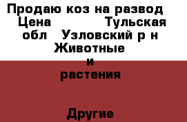 Продаю коз на развод. › Цена ­ 6 500 - Тульская обл., Узловский р-н Животные и растения » Другие животные   